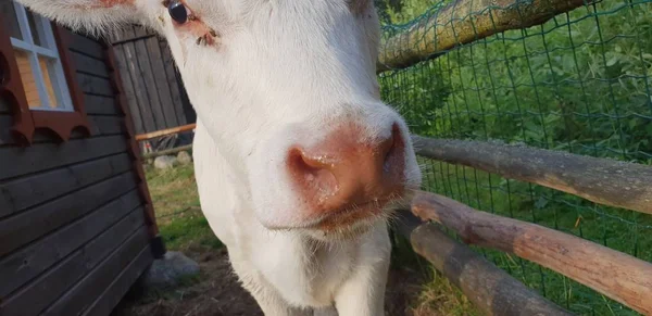 Small Little Cow Zoo — Stock Photo, Image