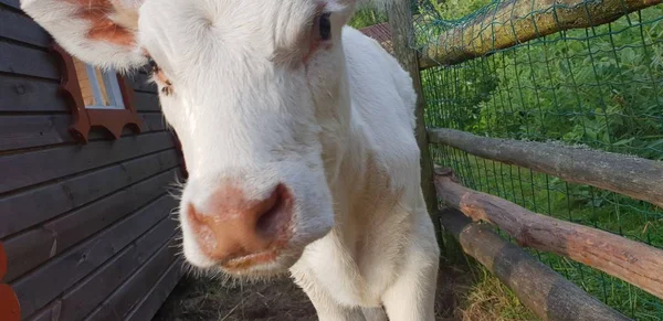 Pequena Vaca Zoológico — Fotografia de Stock