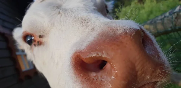 Kleine Kleine Koe Dierentuin — Stockfoto