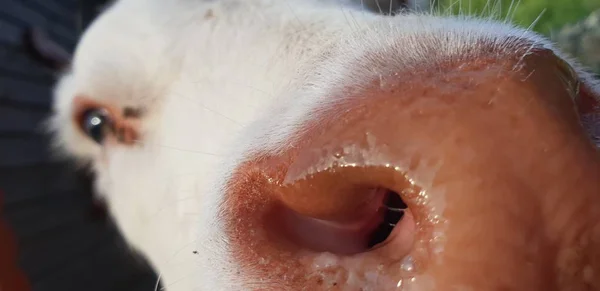 Pequena Vaca Zoológico — Fotografia de Stock