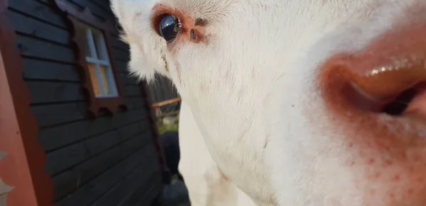 Pequena Vaca Zoológico — Fotografia de Stock