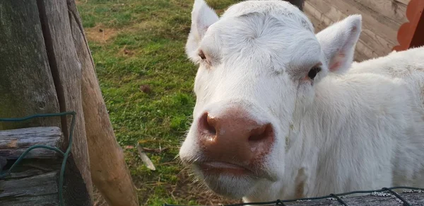 Hayvanat bahçesindeki küçük küçük inek