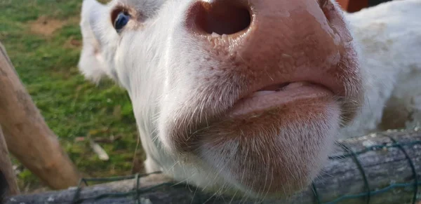 Petite Vache Dans Zoo — Photo