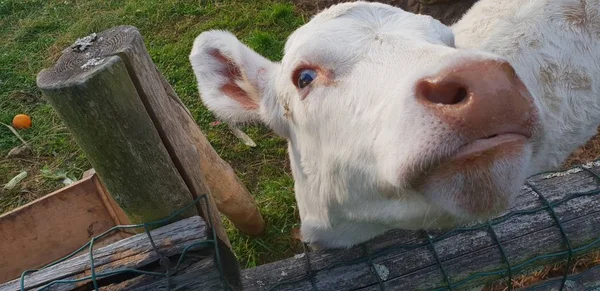 Kis Kis Tehén Állatkertben — Stock Fotó