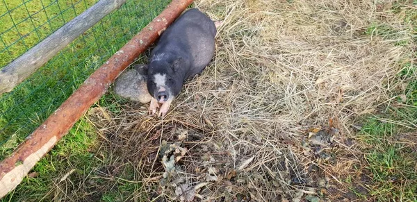 Petit Cochon Noir Dans Zoo — Photo