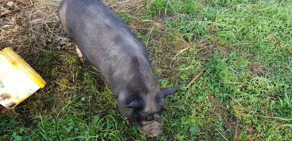 küçük siyah domuz Hayvanat Bahçesi