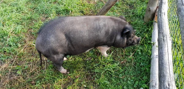 Piccolo Porcellino Nero Nello Zoo — Foto Stock