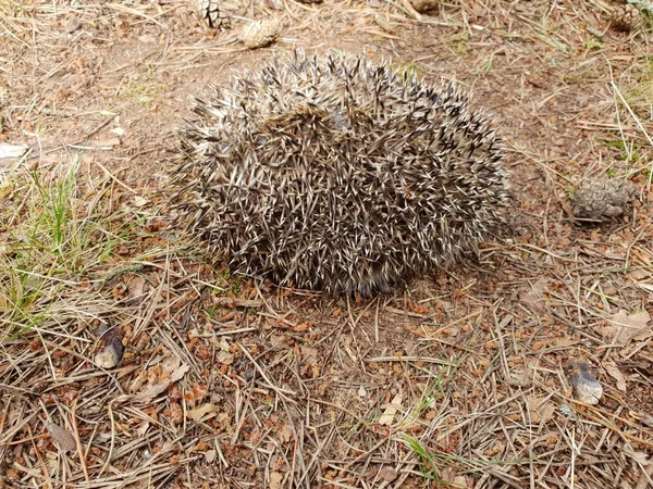 ハリネズミ 美しい小さな森林動物ハリネズミ地面で休むと夏の食品を探して — ストック写真