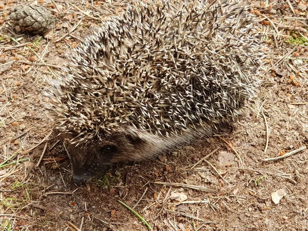 Hérisson Beau Petit Hérisson Animal Forestier Reposant Sur Sol Recherche — Photo