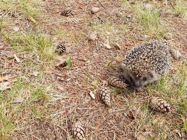 Hérisson Beau Petit Hérisson Animal Forestier Reposant Sur Sol Recherche — Photo