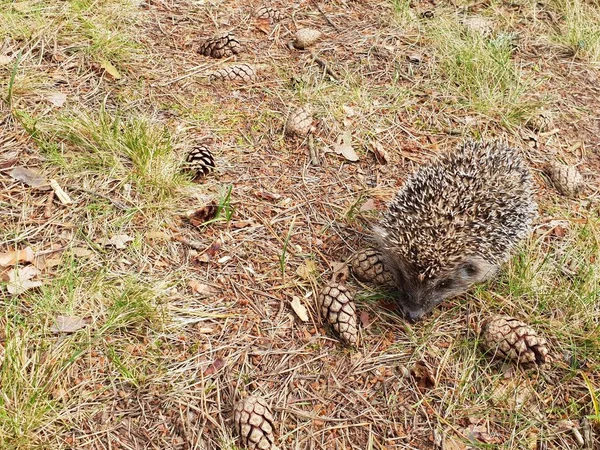 Erizo Hermoso Pequeño Bosque Animal Erizo Descansando Suelo Busca Comida —  Fotos de Stock