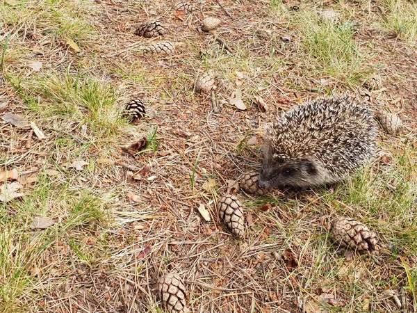 Erizo Hermoso Pequeño Bosque Animal Erizo Descansando Suelo Busca Comida —  Fotos de Stock