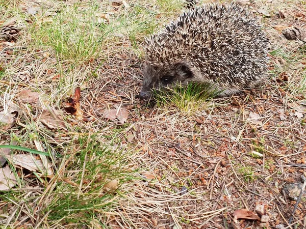 Erizo Hermoso Pequeño Bosque Animal Erizo Descansando Suelo Busca Comida —  Fotos de Stock