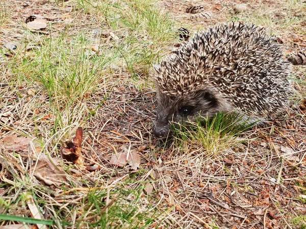 Erizo Hermoso Pequeño Bosque Animal Erizo Descansando Suelo Busca Comida —  Fotos de Stock