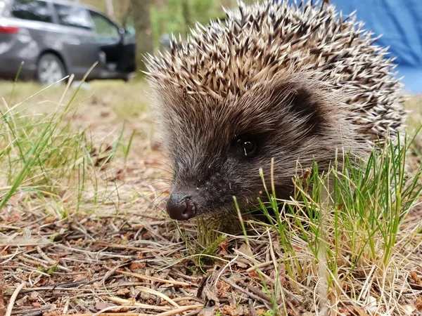 Hérisson Beau Petit Hérisson Animal Forestier Reposant Sur Sol Recherche — Photo