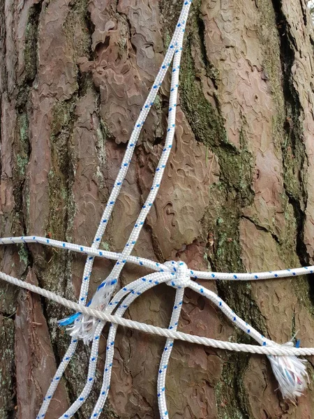 Ağaçta asılı ip knot