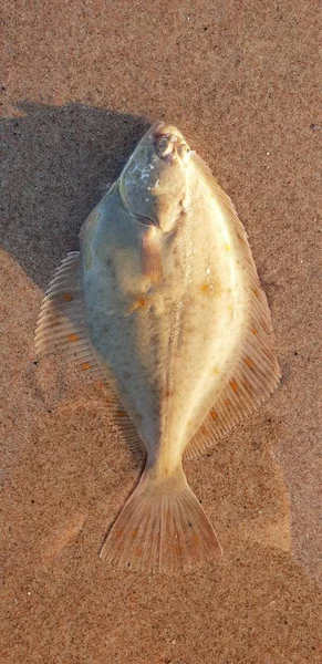 Ekose bir balık, deniz kenarında kum üzerinde döşeme Yassı balıklar