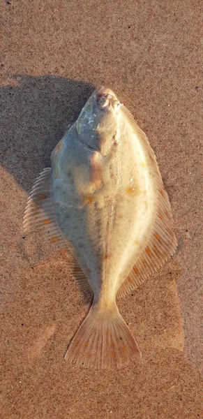 Ekose bir balık, deniz kenarında kum üzerinde döşeme Yassı balıklar
