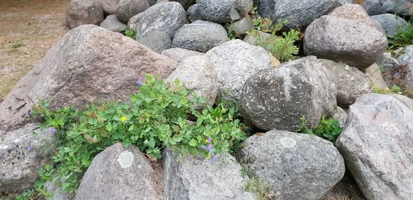 Hermosas Piedras Grandes Amontonan Suelo Bosque Fondo Textura Las Rocas Fotos De Stock Sin Royalties Gratis