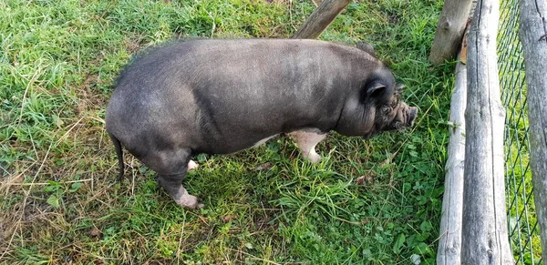 Pequeño Cerdito Negro Zoológico Fotos De Stock Sin Royalties Gratis