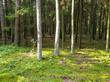 Yaz aylarında ağaçlar çim ve yapraklar ile forrest içinde. 