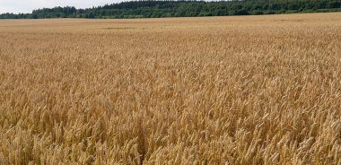 Summ sırasında forrest yakın kırsal altın kahverengi buğday tarlası