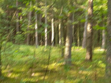 Yaz aylarında ağaçlar çim ve yapraklar ile forrest içinde. 