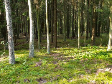 Yaz aylarında ağaçlar çim ve yapraklar ile forrest içinde. 
