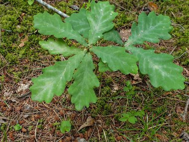 Toprakta yetişen ağaç tohumu