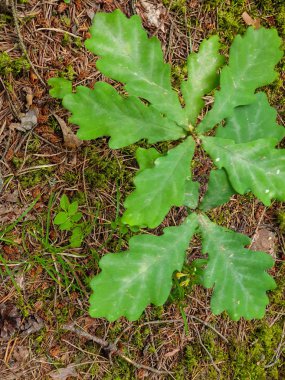 Toprakta yetişen ağaç tohumu