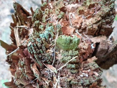 Forrest'ta ağaç gövdesi dokusunun ve arka planın kapatılması. 