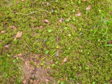 Yaz aylarında forrest yosun yeşil çim zemin