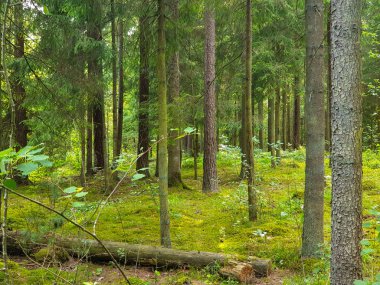 Yaz aylarında ağaçlar çim ve yapraklar ile forrest içinde