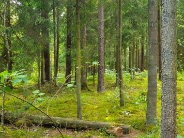 Yaz aylarında ağaçlar çim ve yapraklar ile forrest içinde