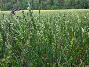 Yaz aylarında orman ayakın yeşil buğday Tarlası