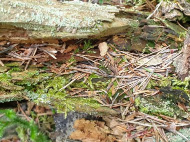 Yaz aylarında forrest düşmüş ağaç ahşap doku Closeup
