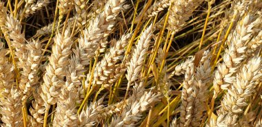 Summ sırasında forrest yakın kırsal altın kahverengi buğday tarlası