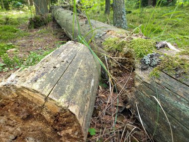 Yaz aylarında forrest yere düşmüş ağaç.