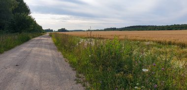 Forrest ile Old Town Road yolu