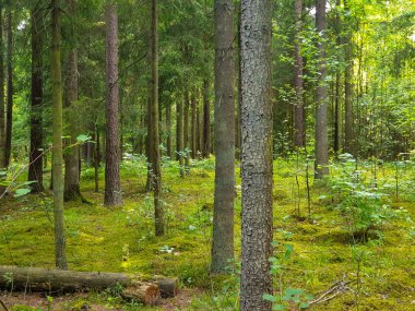 Yaz aylarında ağaçlar çim ve yapraklar ile forrest içinde