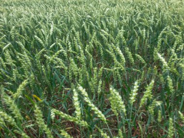 Ekinler yakın buğday taneleri tarım alanı