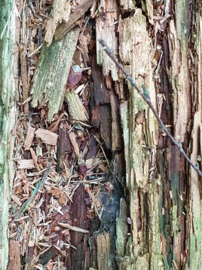 Forrest'ta ağaç gövdesi dokusunun ve arka planın kapatılması. 