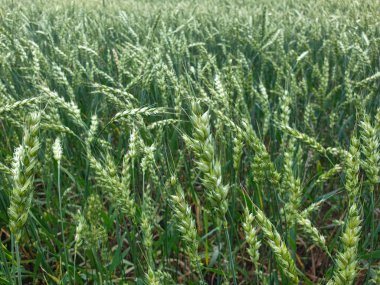 Ekinler yakın buğday taneleri tarım alanı