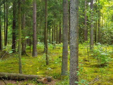 Yaz aylarında ağaçlar çim ve yapraklar ile forrest içinde
