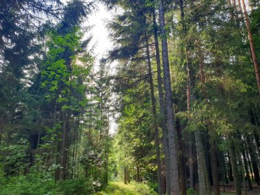 Yaz aylarında ağaçlar çim ve yapraklar ile forrest içinde. 