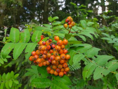 Ashberry, rowan, dağ kül, hizmet ağaç meyveleri 
