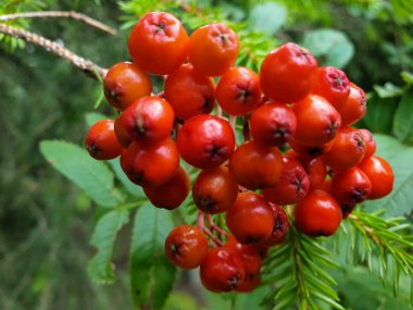 Ashberry, rowan, dağ kül, hizmet ağaç meyveleri 