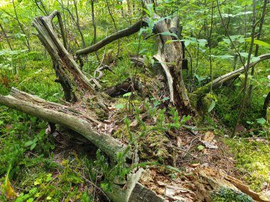 Yeşil g ile yere yatan düşmüş ağaç kompozisyoncloseup