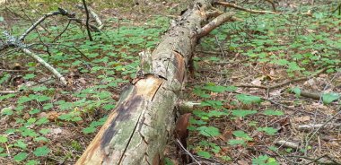 Yaz aylarında ağaçlar çim ve yapraklar ile forrest içinde. 