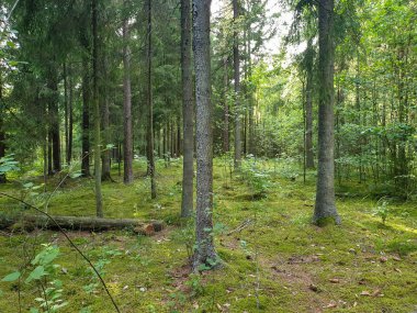 Yaz aylarında ağaçlar çim ve yapraklar ile forrest içinde
